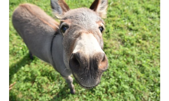 Big image dinner with donkeys 1of 2