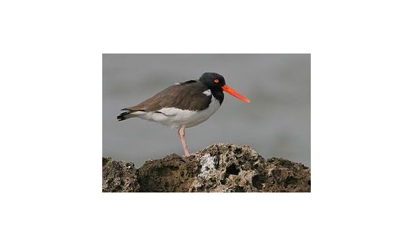 Big image audubon oystercatcher