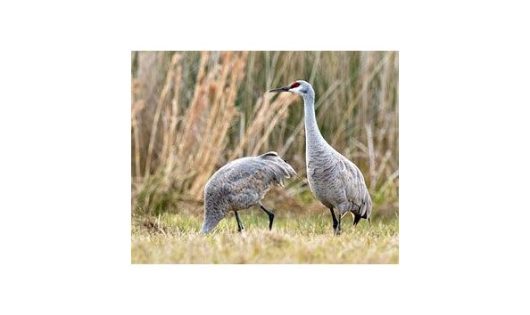 Big image audubon sandhillcraneswnmed