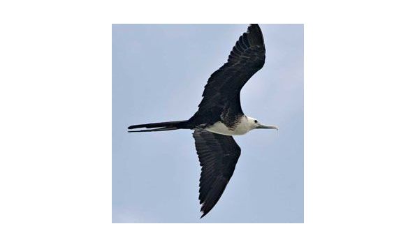 Big image audubonfrigatebirdmcdmd
