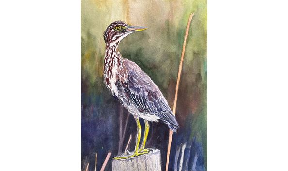 Big image windrow 21 artist boat windrow juvenile yellow crowned night heron 3