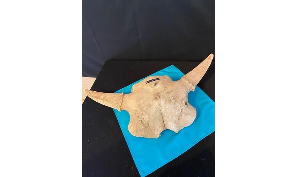 Big image 67 buffalo