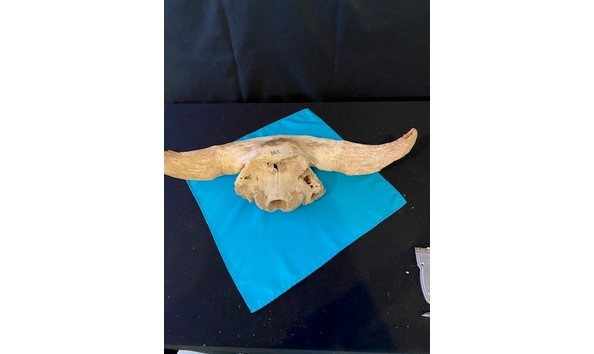 Big image 68 buffalo