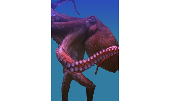 Big image mollusk octopus purple