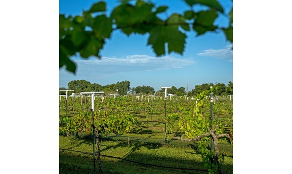 Big image haak vineyard 2