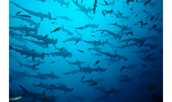 Big image carcharhiniformes sphyrnidae hammerhead school tnnmlx