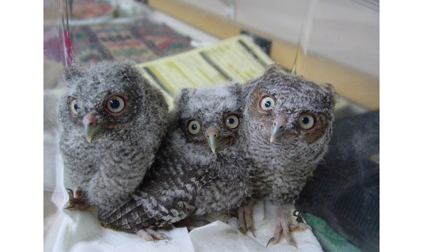 Big image twrcbaby owls