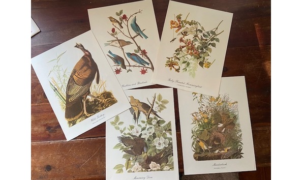 Big image cole audbon 2