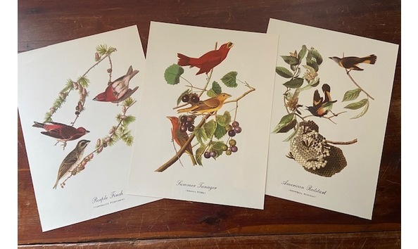 Big image cole audobun 5