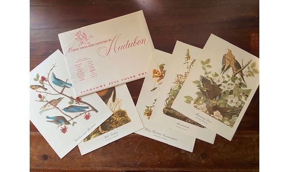 Big image cole audubon 1