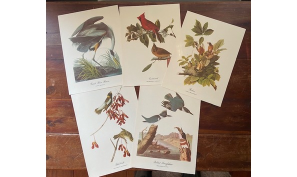 Big image cole audubon 3