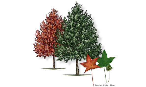 Big image gitc sweetgum150 3