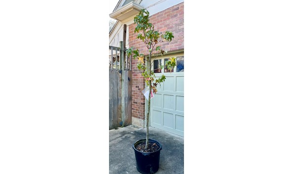 Big image gitc sweetgum4