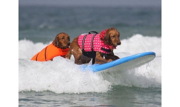 Big image klay dog vest