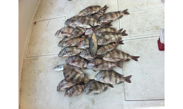 Big image line charter 1