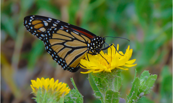 Big image monarch copy