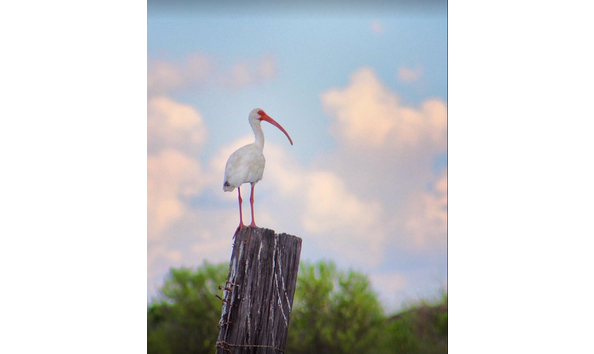 Big image white ibis copy