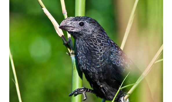 Big image groove billed ani copy