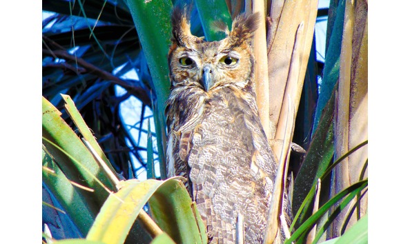 Big image great horned owl copy 2