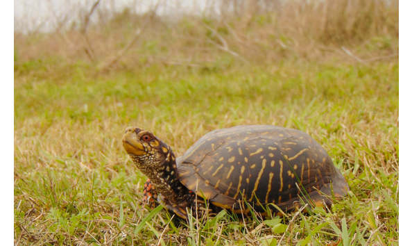 Big image ornate box turtle gh 5 copy