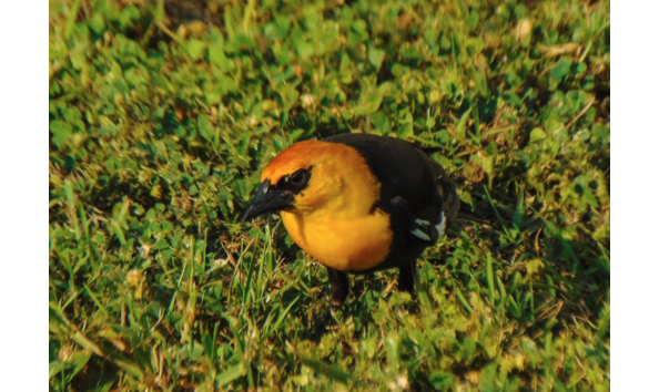 Big image yellow headed blackbird gh