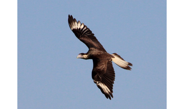 Big image released caracara gh