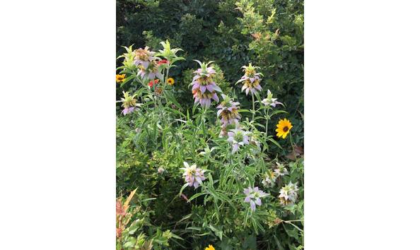 Big image spotted bee balm copy