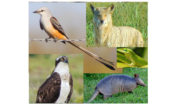 Big image birding collage 2 copy