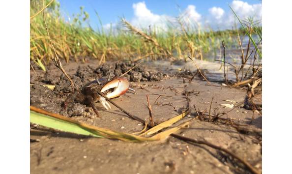 Big image fiddler crab chp copy