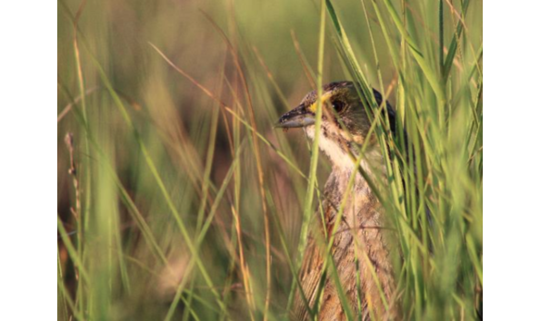 Big image seaside sparrow gh