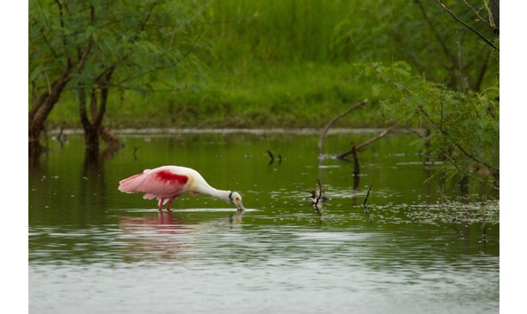 Big image spoonbillfreshewaterpond