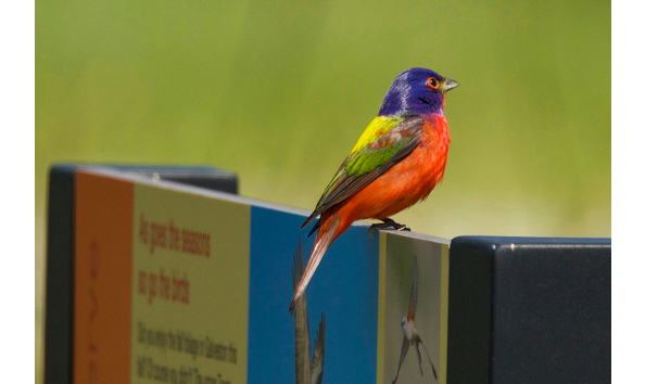 Big image painted bunting copy