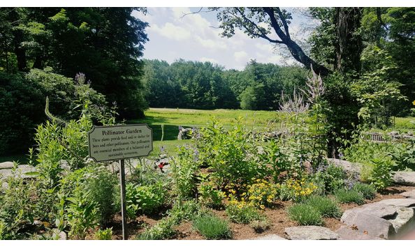 Big image pollintaor 3