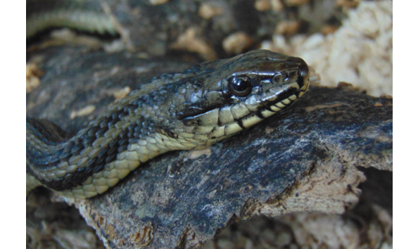 Big image gulf saltmarsh snake gh