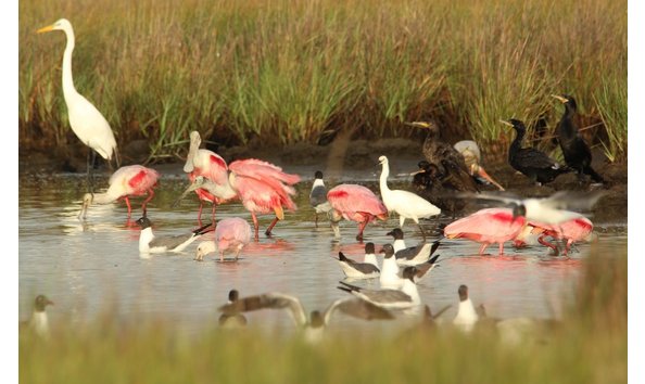 Big image birds multi west end copy