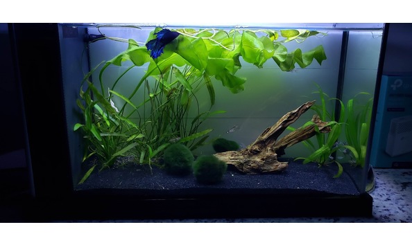 Big image aquarium 2