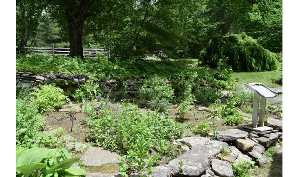 Big image herb garden 2