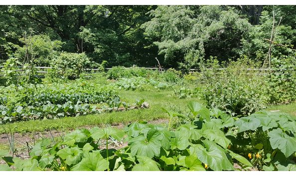 Big image vegetable garden 2