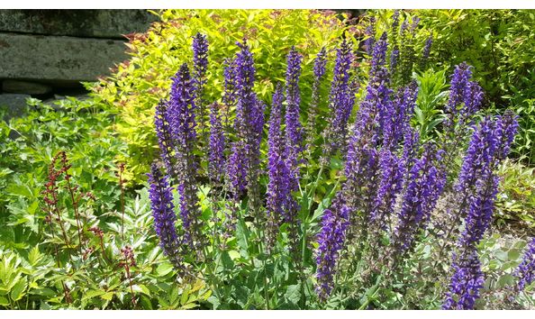 Big image garden general