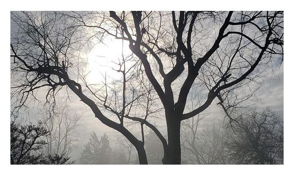 Big image green acres