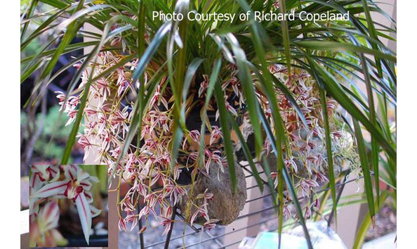 Big image lot xxx   cym. dayanum  white oak 