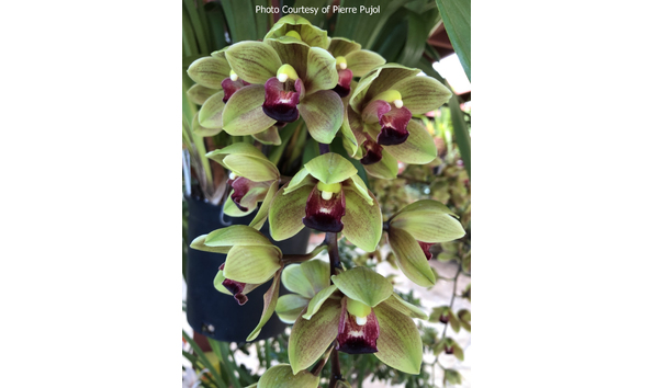 Big image lot xxx   cym. devon jade  kathleen 