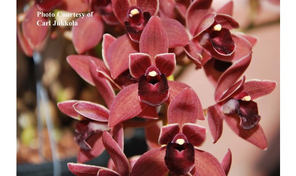 Big image lot xxx   cym. dorothy stockstill  forgotten fruit  am aos  s csa