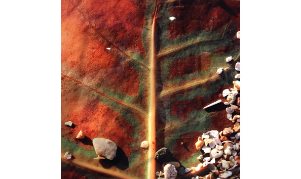 Big image elaine gurian