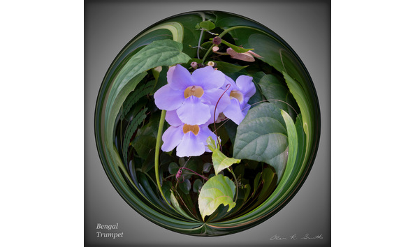 Big image alen smith