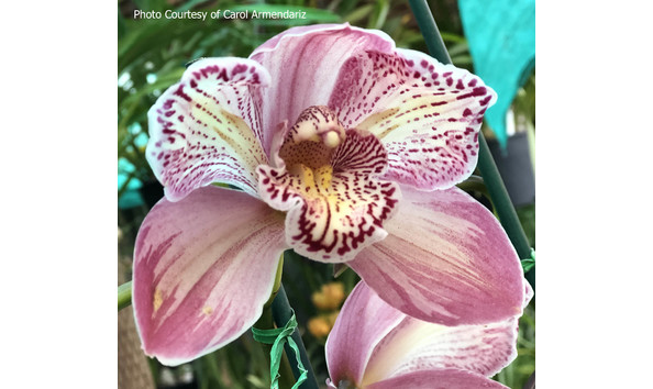 Big image lot xxx   cym. appleby  royal surprise 