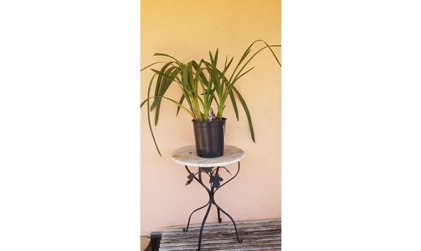 Big image lot xxx   cym. appleby  royal surprise  plant