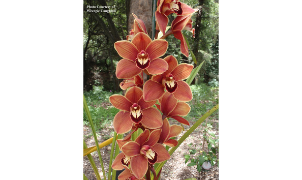 Big image lot xxx   cym. autumn crisp  cinnabar  hcc aos  s csa