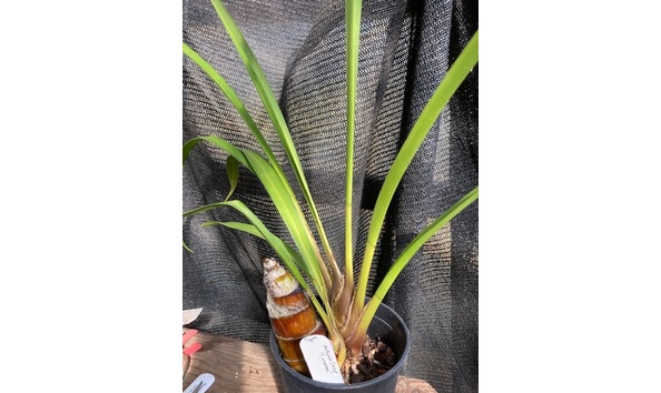 Big image lot xxx   cym. autumn crisp  cinnabar  hcc aos  s csa plant