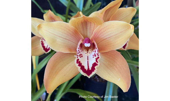 Big image lot xxx   cym. autumn crisp  geyserland  b csa